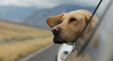 Hay varios consejos a tener en cuenta a la hora de viajar con tu perro en auto. Foto: Unsplash