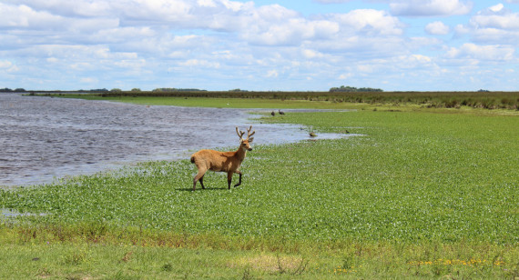 Parque Nacional Ciervo de los Pantanos. Foto: Argentina.gob