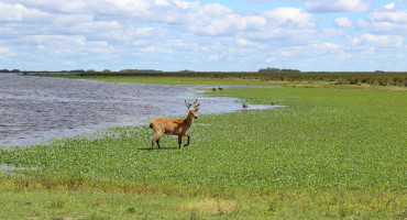 Parque Nacional Ciervo de los Pantanos. Foto: Argentina.gob
