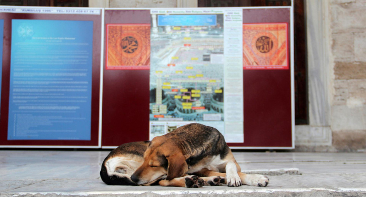 Perros callejeros. Foto: EFE