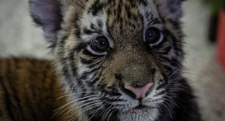 'Asha', la tigresa de cuatro meses que fue encontrada abandonada en una vivienda. Foto EFE.