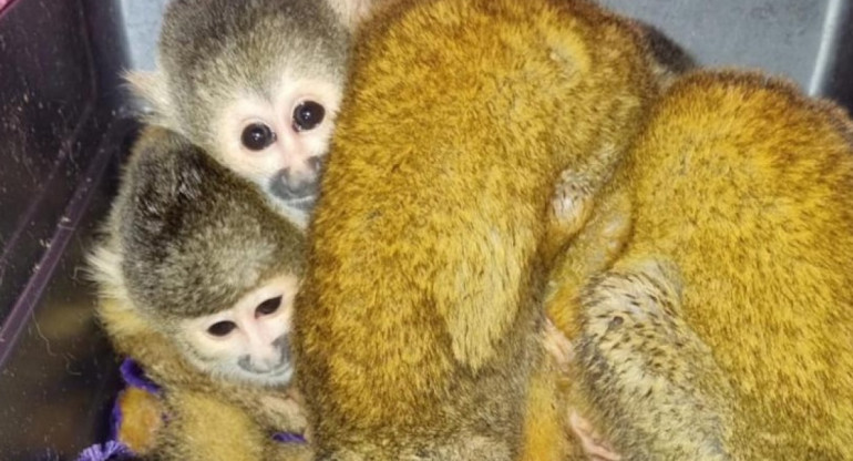 Recuperan 4 crias de mono titi en Formosa. Foto: Gobierno Nacional