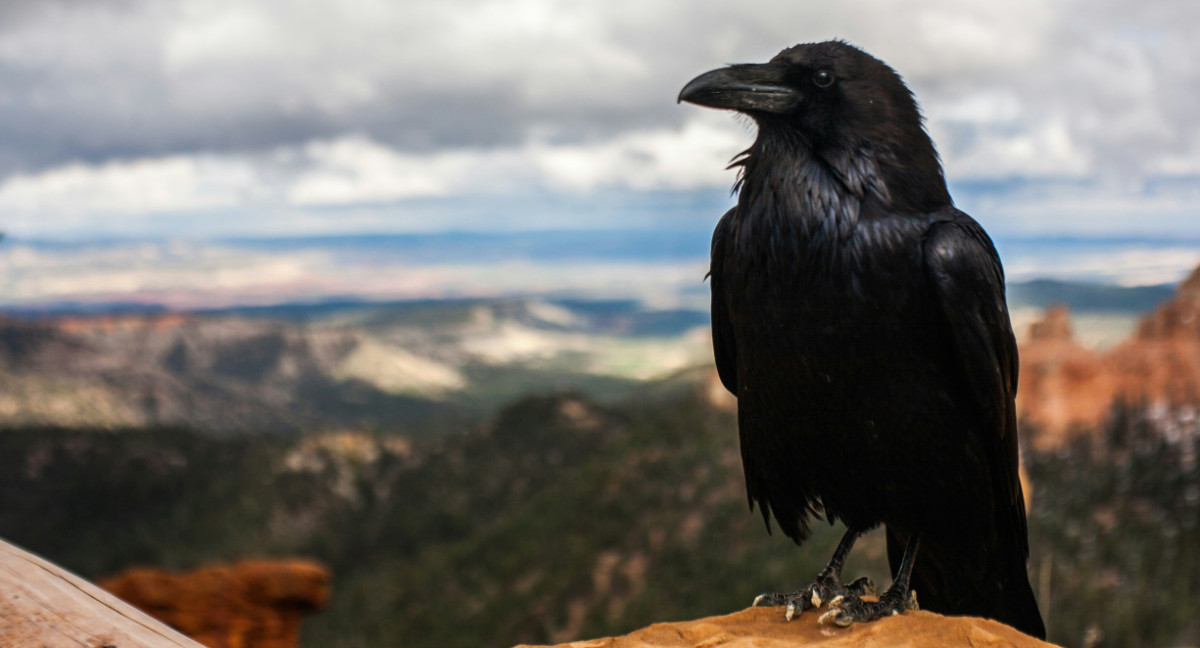 Cuervos. Foto: Unsplash.