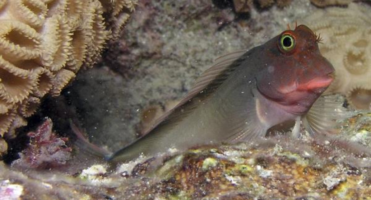 Descubren un nuevo parásito en el "bleni de labios rojo" y en todos los peces del mundo. Foto: EFE