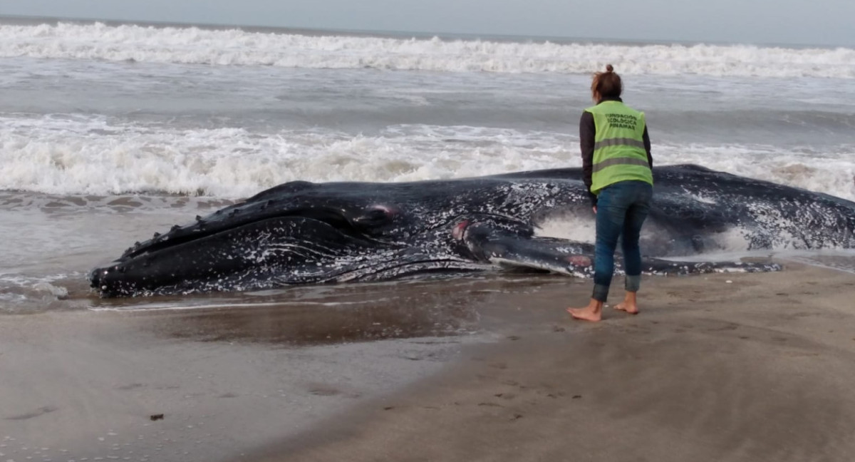 Ballenas jorobadas muertas. Foto: redes sociales