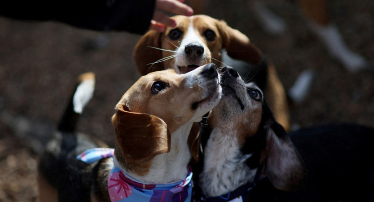 Perros; beagles; maltrato animal. Foto: Reuters.