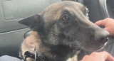 Kiara, la perra policía que se jubiló el Día Nacional del Perro. Foto: Captura de pantalla.