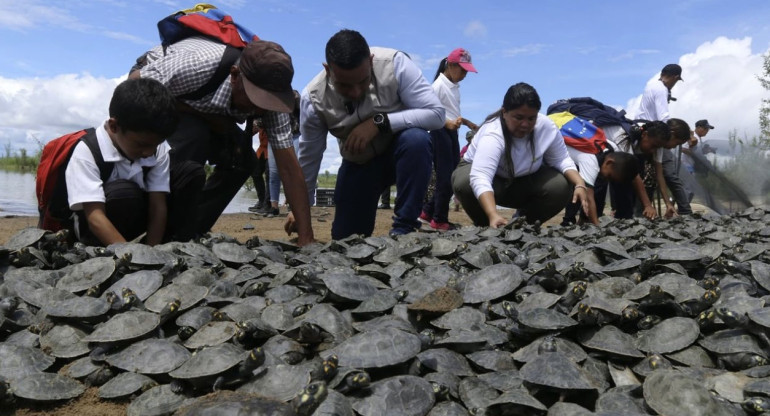 Liberación de tortugas en Venezuela. Fuente: EFE