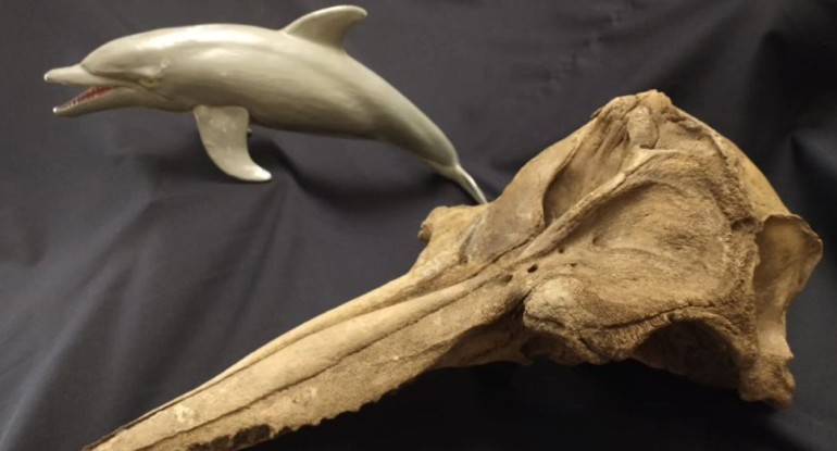 Hallan el cráneo de un delfín de 5.000 años de antigüedad. Foto Instagram @museopaleo.sp.