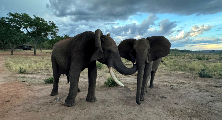 Elefantes. Foto: Reuters