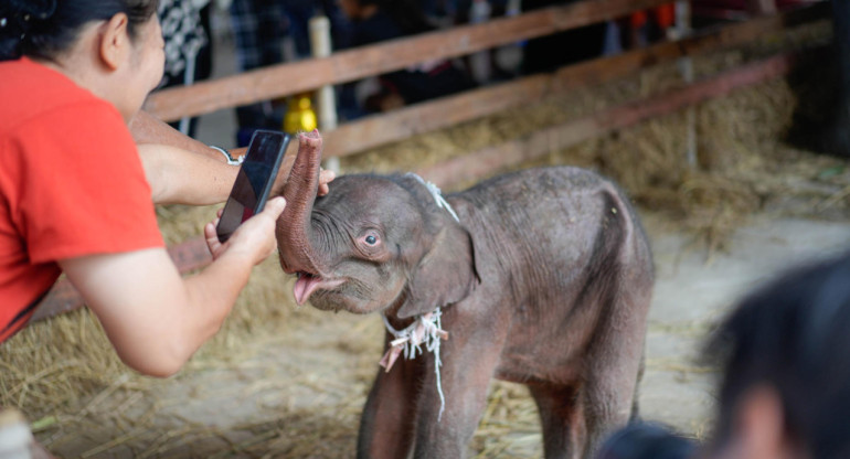 Una elefanta da a luz a gemelos de distinto sexo en un raro caso en Tailandia. Foto: EFE.