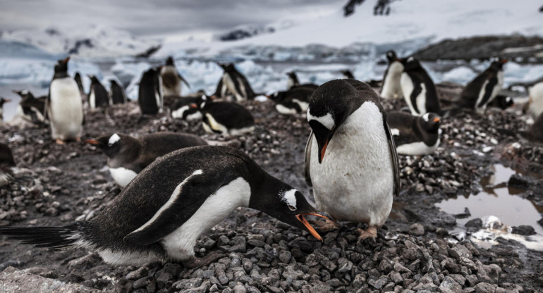 Preocupan los cambios en la Antártida. Foto: EFE.