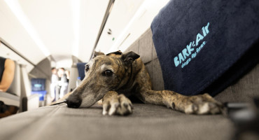 Aerolínea llamada "Air Ladrido" es una alternativa de lujo para perros viajeros. Foto: EFE.