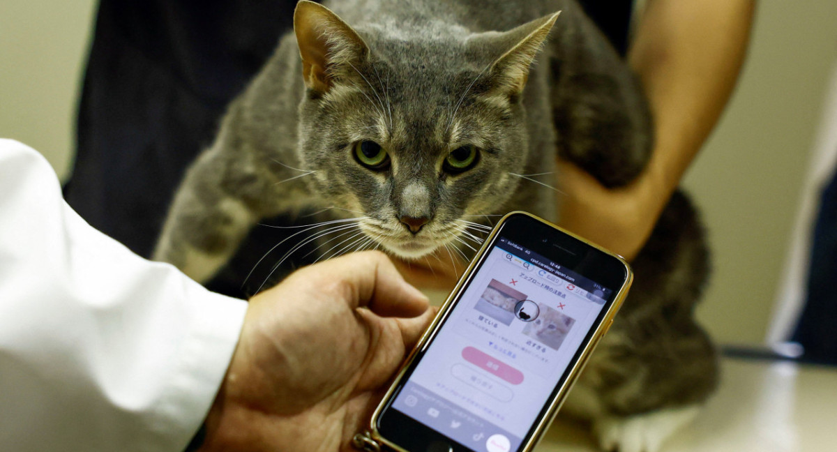 CatsMe!, la app de diagnóstico de gatos. Fuente: Reuters.