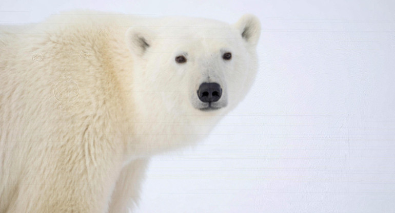 Extinción de osos polares en Canada. Foto EFE.
