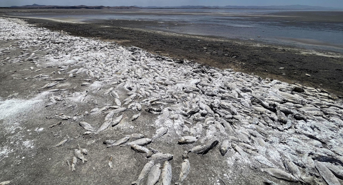 Sequía extrema en México produce la muerte de miles de peces. Foto: EFE.