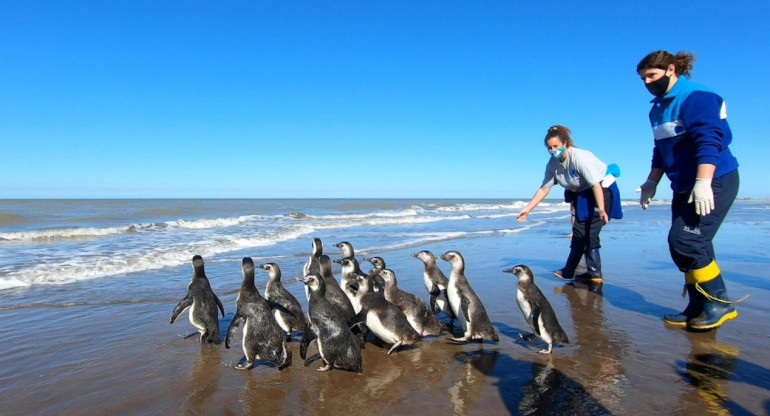 Pingüinos devueltos a su hábitat. Foto: X/Fundación Mundo Marino