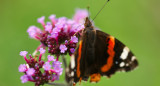 Verbena, mariposa, plantas. Foto: Unsplash