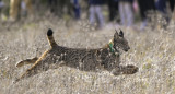 Lince ibérico. Foto: EFE.