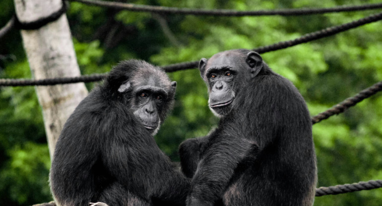 Chimpancés, animales. Foto: Unsplash