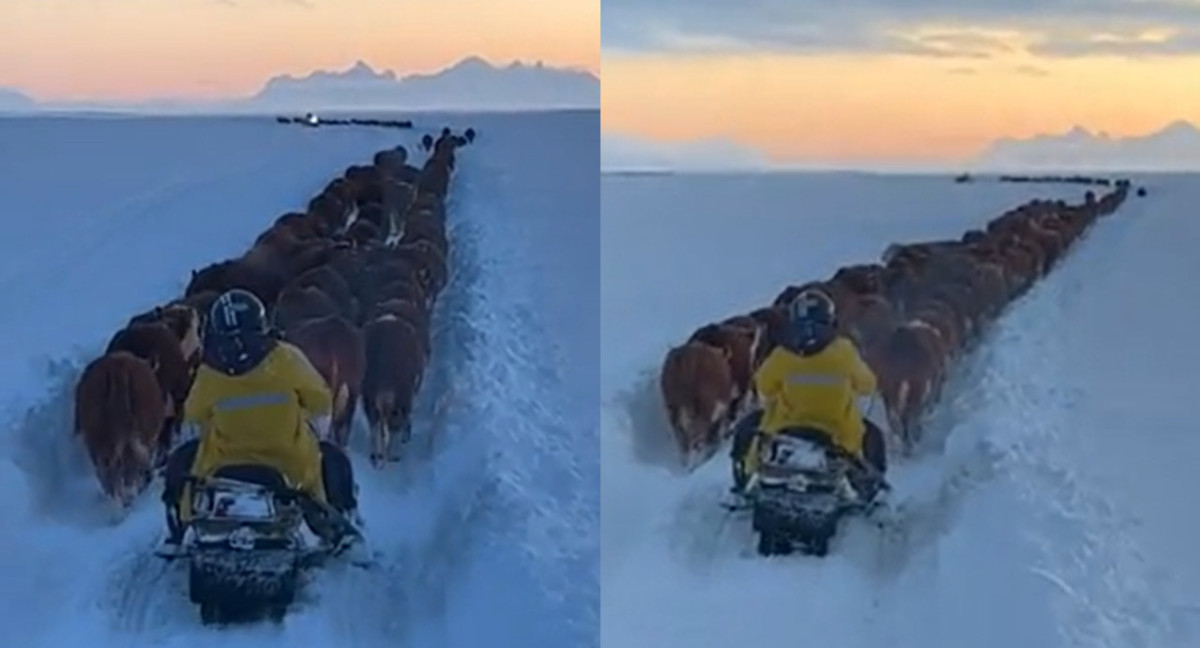 Caravana de toros y vacas en medio de la nieve. Foto: captura de video.