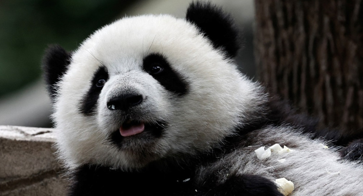 La pareja de pandas Yun Chuan y Xin Bao viaja desde China a un zoológico de Estados Unidos. Foto: Reuters.