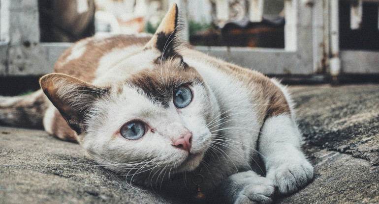 Gato; felino; mascota. Foto: Unsplash.