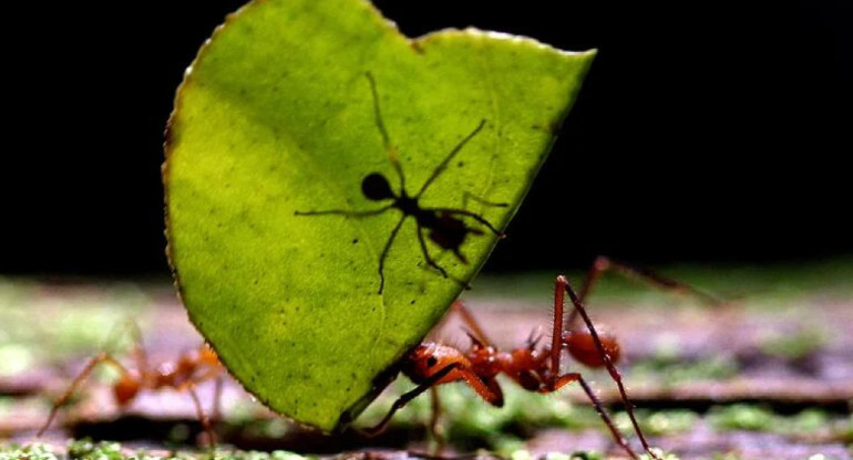 Hormigas carpinteras. Foto: Reuters