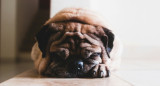 Mascotas; perros. Foto: Unsplash.