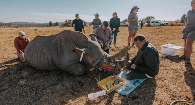 El insólito método para frenar la caza de rinocerontes en Sudáfrica. Foto: X/@rhisotope