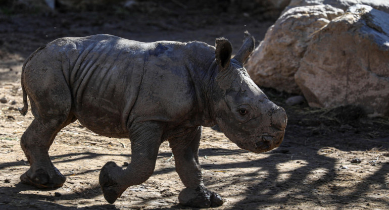 Nace en un zoológico chileno la tercera cría de rinoceronte blanco de Suramérica. Foto: EFE.