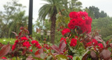 Rosedal de Palermo. Foto: X