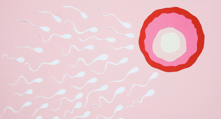 Espermatozoide, óvulo, ciencia. Fuente: Pexels.