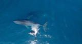 Ballenas. Foto: EFE.