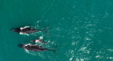 Ballenas. Foto: EFE.