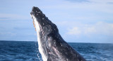 Ballenas. Foto: EFE.