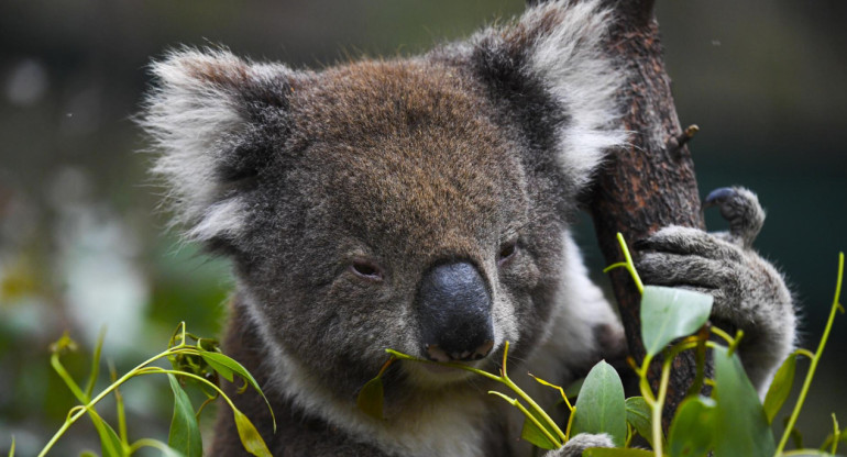 El santuario Lone Pine, de Australia, prohíbe abrazar a los koalas. Foto: EFE.
