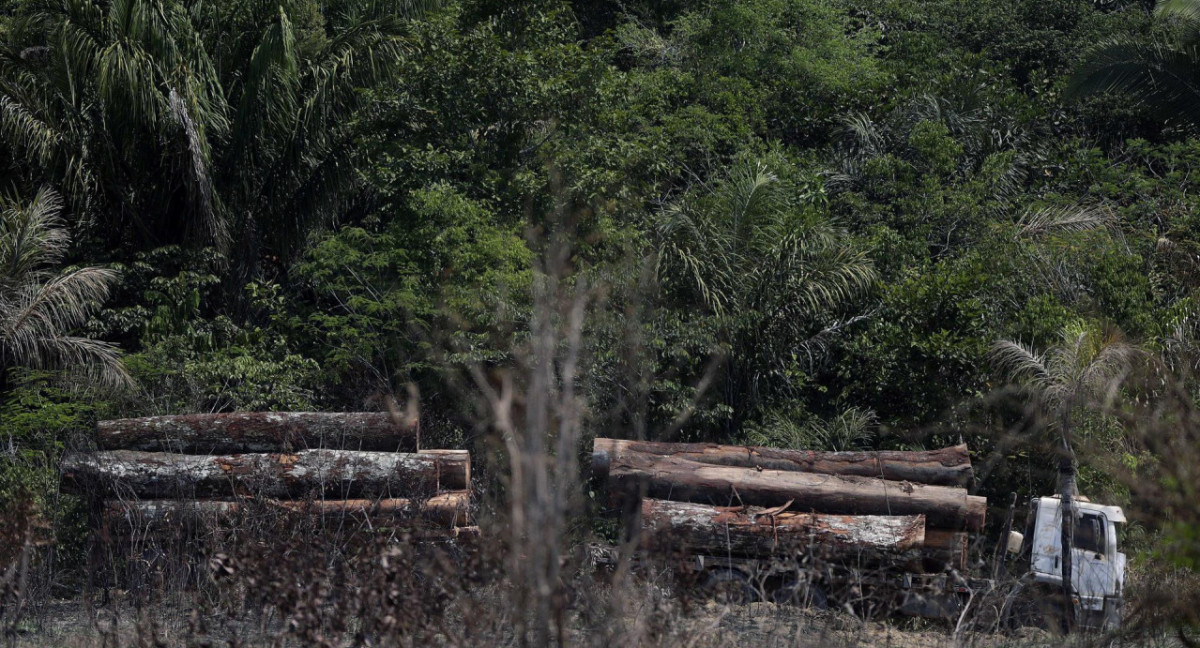 Camión que transporta madera obtenida ilegalmente en la selva amazónica. Foto: EFE.