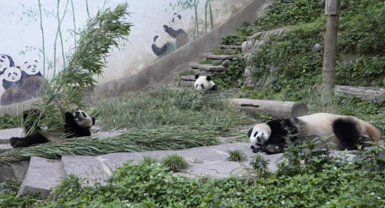 Osos pandas gigantes. Foto: EFE.