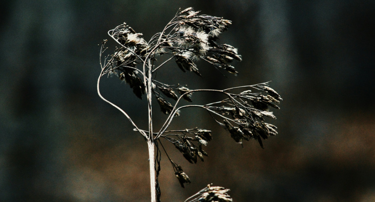 Hojas secas, plantas secas. Foto: Unsplash.