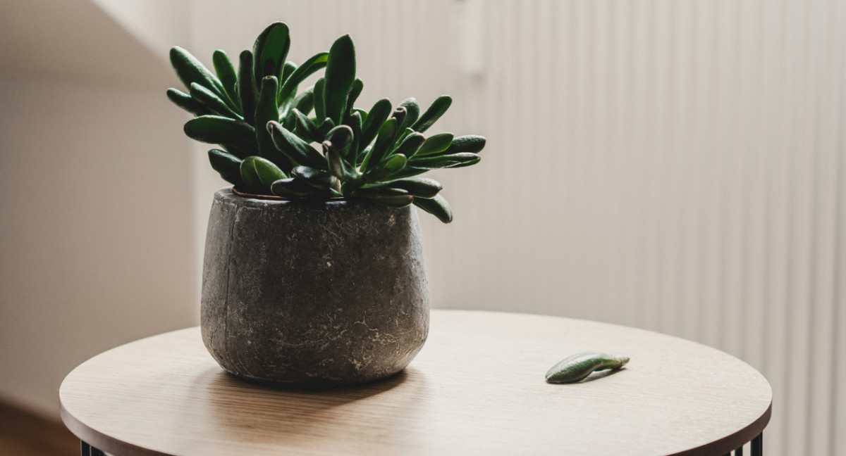 Plantas de interior. Fuente: Unsplash.