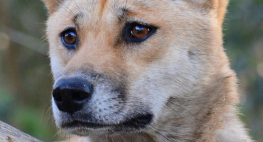 Dingo australiano. Foto: EFE