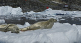 Foca cangrejera. Foto: CONICET