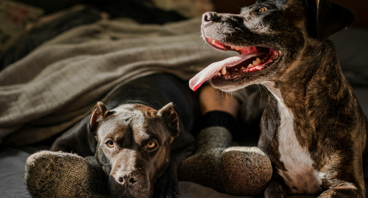 Perros. Foto Unsplash.