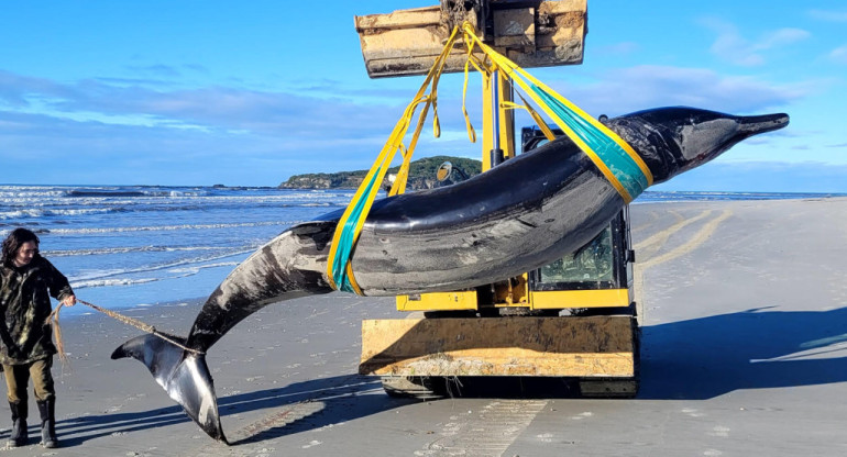 Encontraron el cadáver de la que podría ser la ballena más rara del mundo. Foto: EFE.