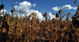 Cambio climático. Foto: EFE