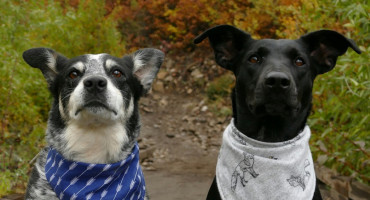 Perros; mascotas. Foto: Unsplash.