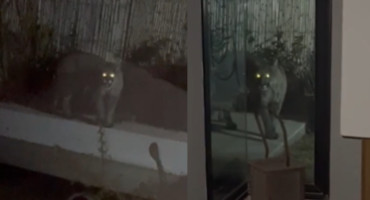 Un puma apareció en un barrio privado de Mendoza. Foto: captura.
