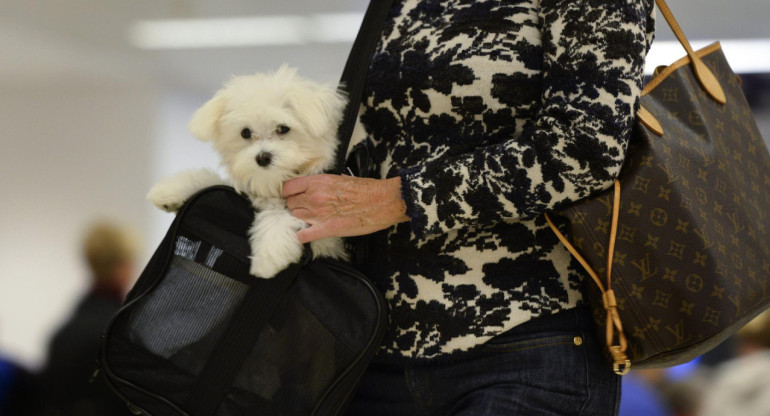 Perro, mascota, viaje. Foto: EFE.