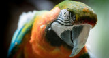 Guacamayo, ave. Foto: Unsplash